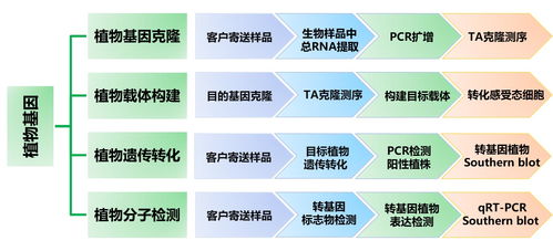 植物基因技術服務 從基礎研究到產業應用的橋梁